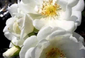 Lijst Excellence Rozen