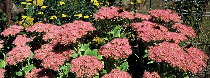 Planten voor een levende tuin