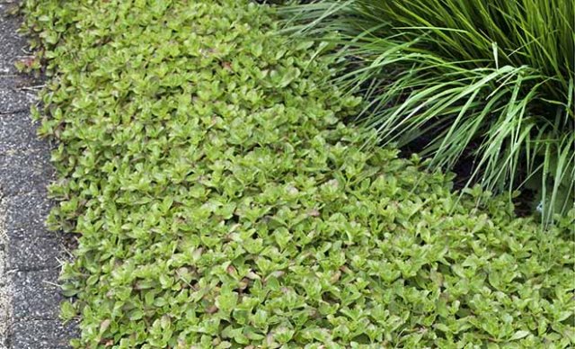 De 10 beste bodembedekkers