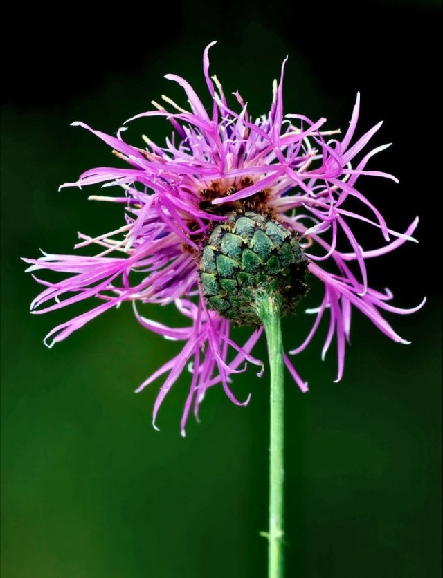 Meer bijen en vlinders in je tuin? Zaai distels