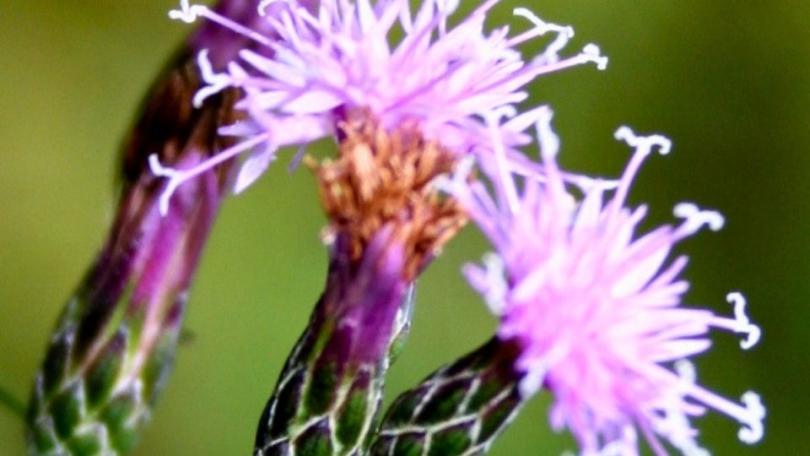 Meer bijen en vlinders in je tuin? Zaai distels