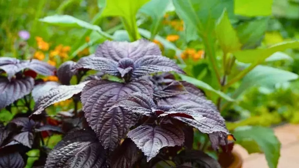 Afbeelding Perilla (shiso): smaakvol kruid voor tuin en keuken