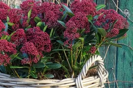 Najaarsplanten in pot