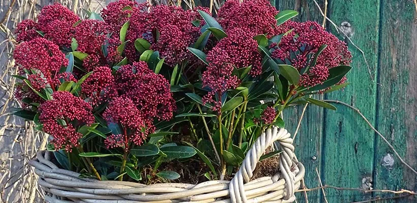 Najaarsplanten in pot