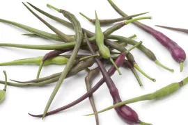 Zaad bestellen van Slangenradijs