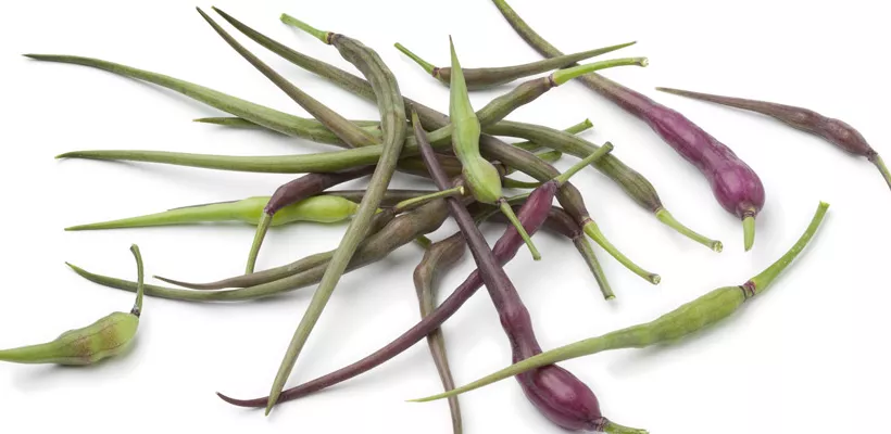 Zaad bestellen van Slangenradijs