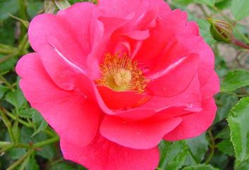 Lijst Excellence Rozen