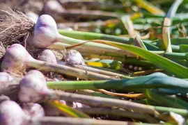 Zelf biologische Spaanse knoflook kweken