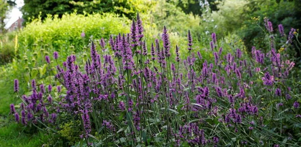 Afbeelding Zaai natuur in je tuin: betonie en andoorn als insectenlokkers