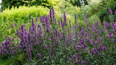 Zaai natuur in je tuin: betonie en andoorn als insectenlokkers
