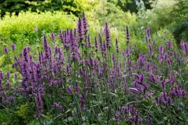 Zaai natuur in je tuin: betonie en andoorn als insectenlokkers
