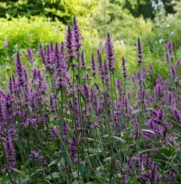 Zaai natuur in je tuin: betonie en andoorn als insectenlokkers