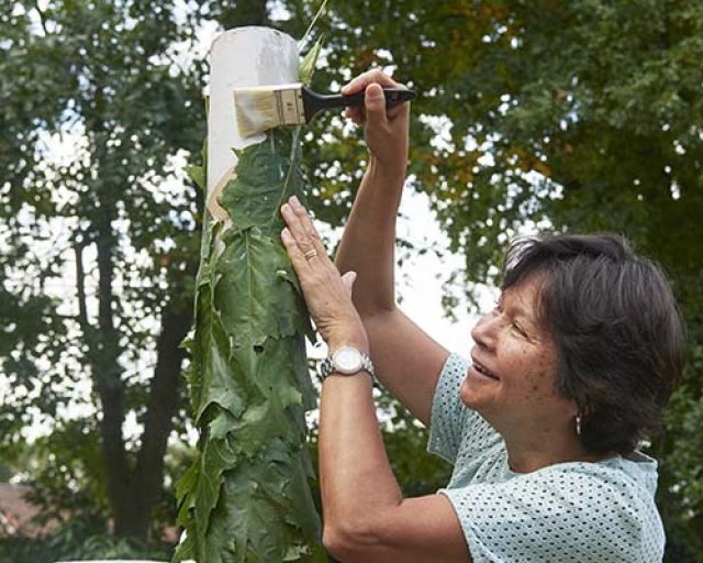 Alternatieve kerstboom 2: samen voor een natuurlijke boom