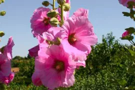 Zaad bestellen van stokroos