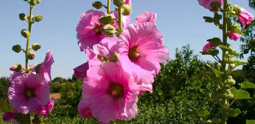 Zaad bestellen van stokroos