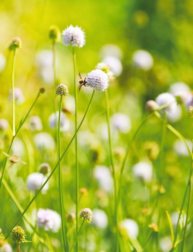 Vaste planten zaaien in de zomer: makkelijker dan je denkt