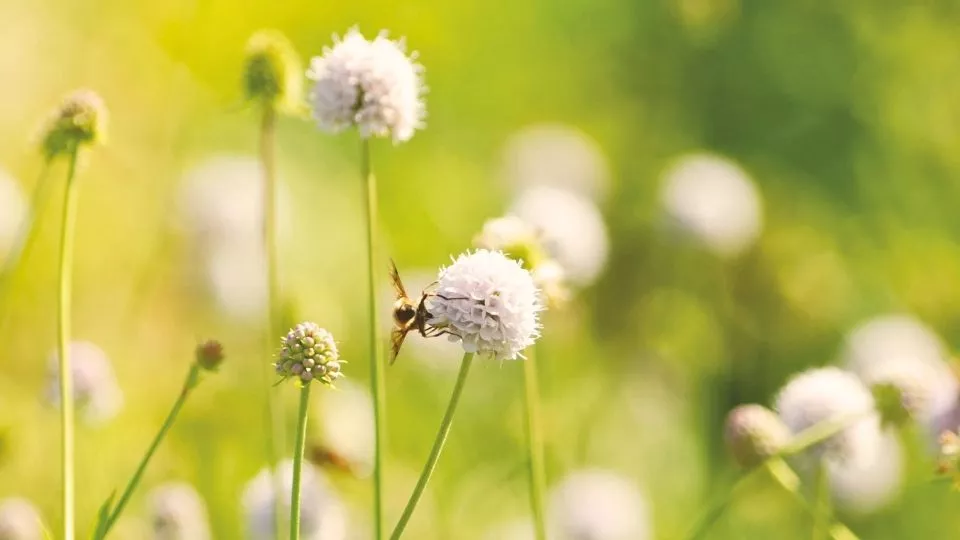 Afbeelding Vaste planten zaaien in de zomer: makkelijker dan je denkt