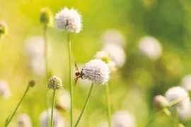 Vaste planten zaaien in de zomer: makkelijker dan je denkt