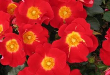 Lijst Excellence Rozen