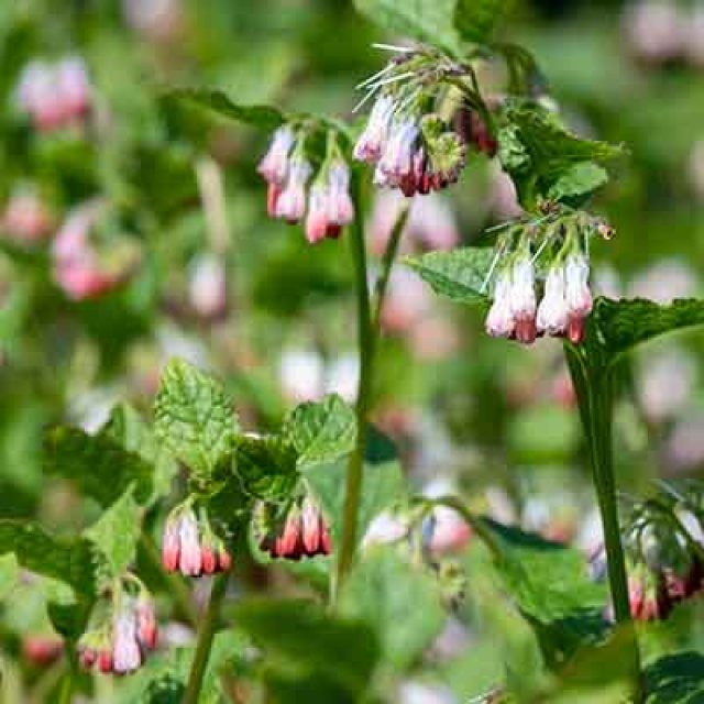 De beste bodembedekkers voor biodiversiteit