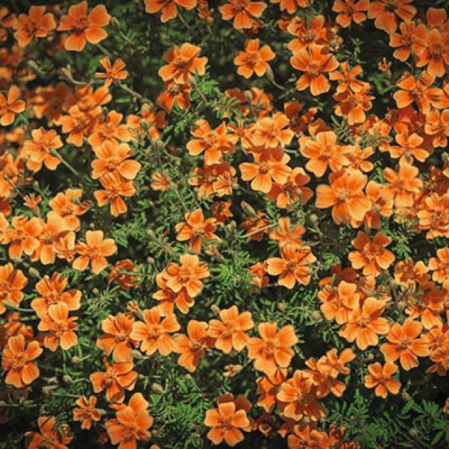 Zaden bestellen van Zinnia, Afrikaantjes, duizendknoop en maskerbloem