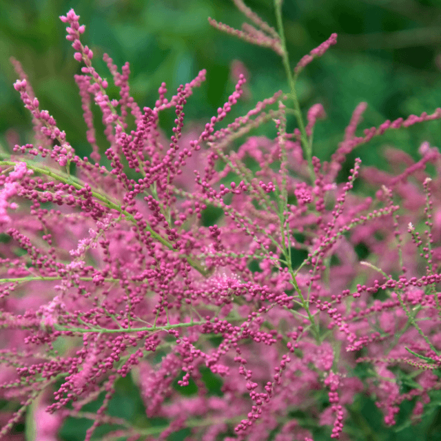 De 8 beste planten voor je dakterras