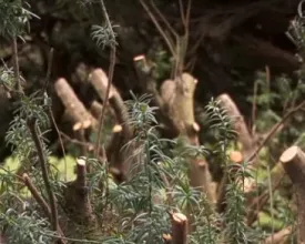 Struiken verjongen door snoeien (video)