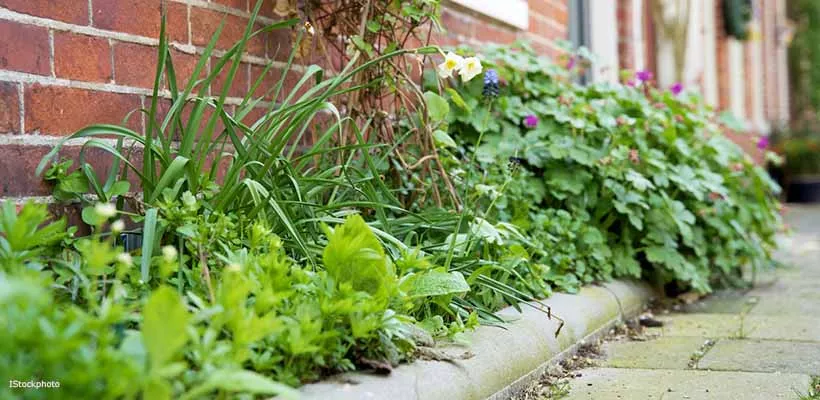 Zorg voor minder tegels in de tuin