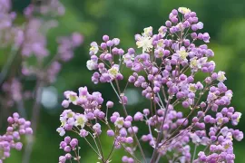 Winterzaaien: zaai je vaste planten buiten in oktober