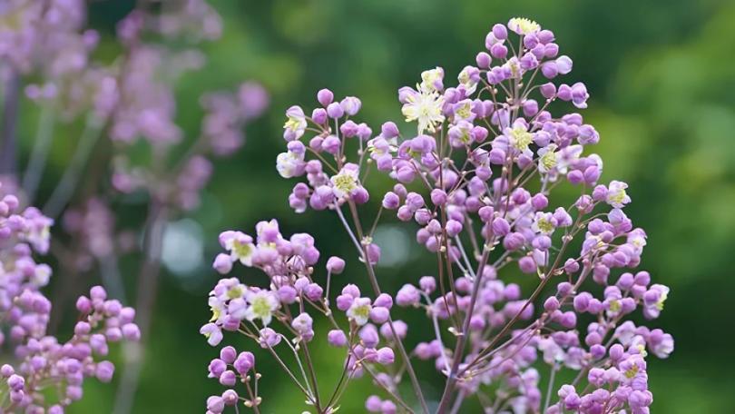 Water geven in de tuin: 11 vragen die elke tuinier heeft