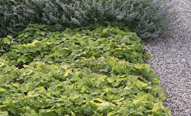 De 10 beste bodembedekkers