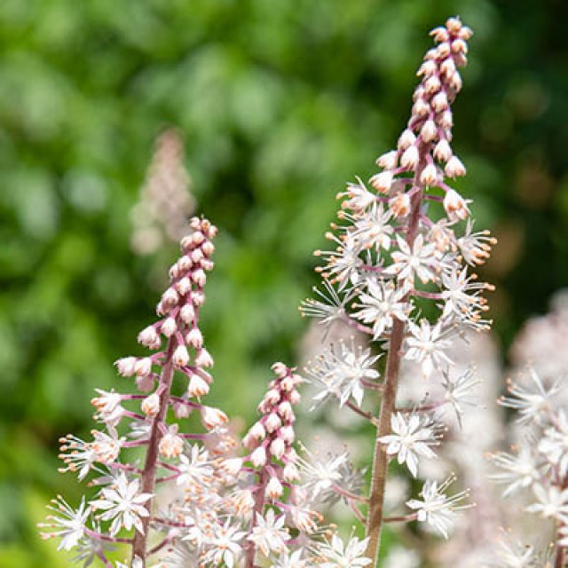 De beste bodembedekkers voor biodiversiteit