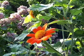 Zaad bestellen van Tithonia rotundifolia