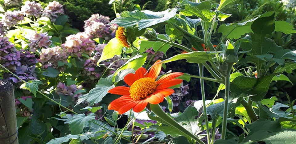 Afbeelding Zaad bestellen van Tithonia rotundifolia