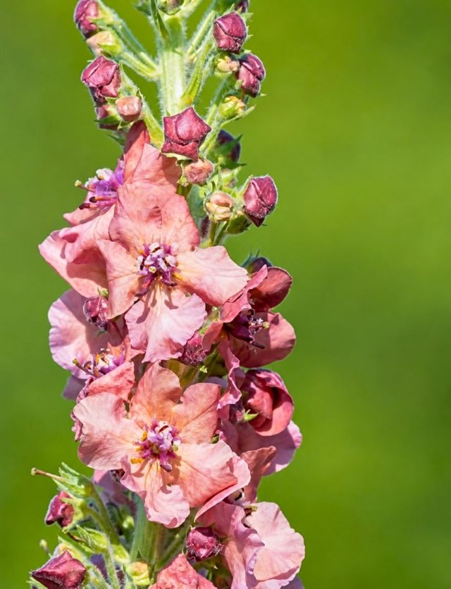Zaai nu verbascum, krijg volgend jaar bloemen als kandelaars