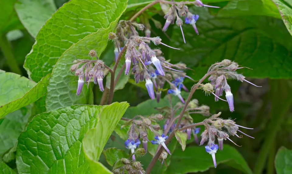 Afbeelding Trachystemon orientalis
