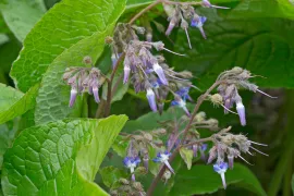 Trachystemon orientalis