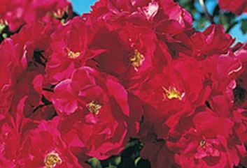 Lijst Excellence Rozen