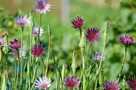 Haverwortel: royaal in tuin én krokant op tafel