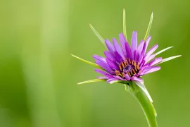 Spectaculaire paarse morgenster zelf zaaien