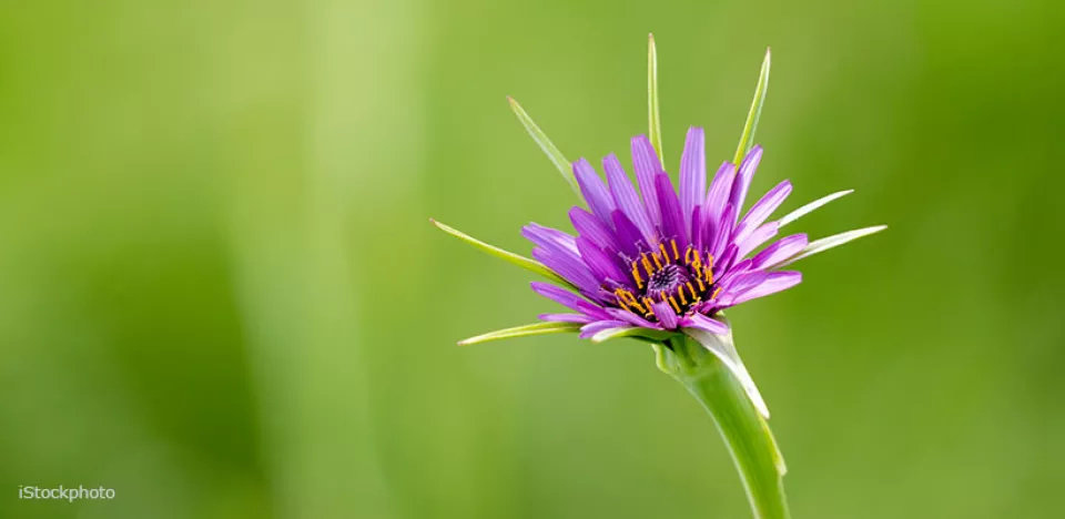 Afbeelding Spectaculaire paarse morgenster zelf zaaien