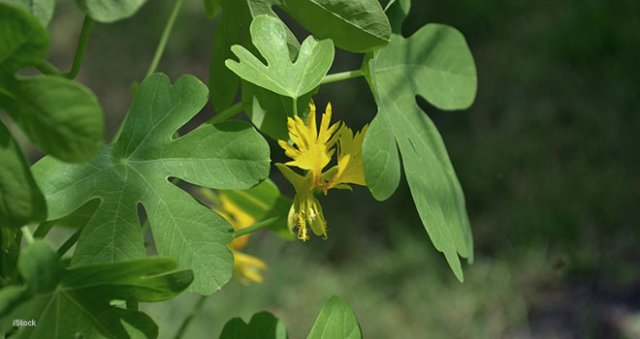 Zaad bestellen van eenjarige klimmers