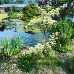Open tuinen in het Westland