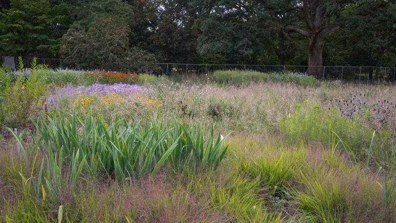 Piet Oudolf (81) is niet te stoppen: nieuwe tuin geopend in New York