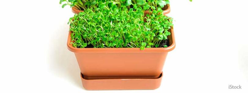 Tuinkers zaaien: complete handleiding van zaad tot oogst
