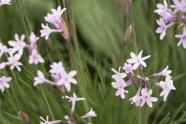Tulbaghia violacea