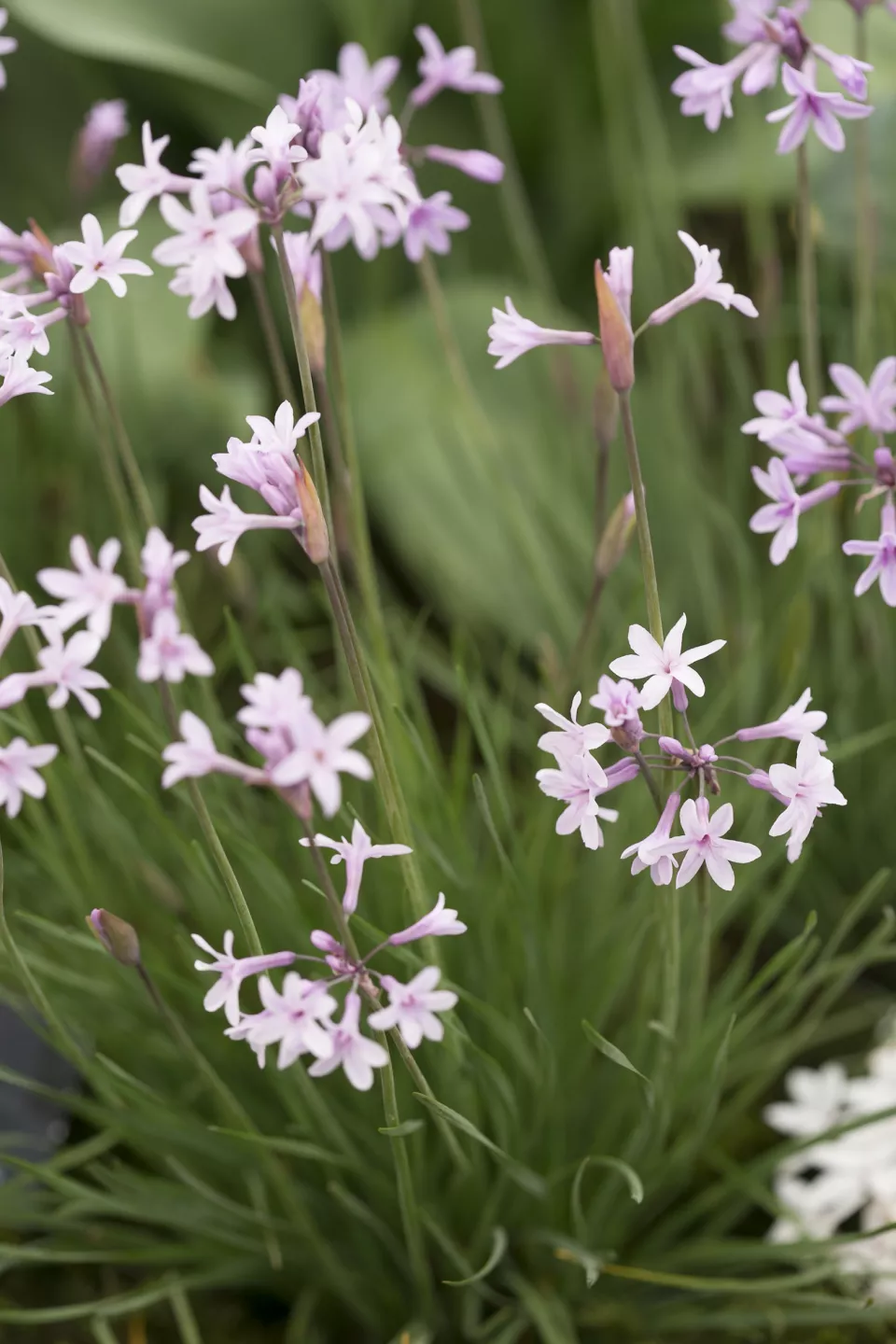 Afbeelding Tulbaghia violacea