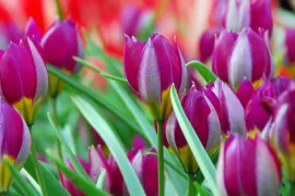 Bollen voor verwildering