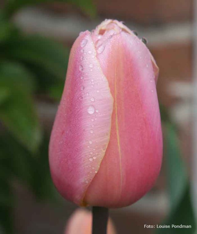 Tulp ‘Groei & Bloei 150’ weer te koop