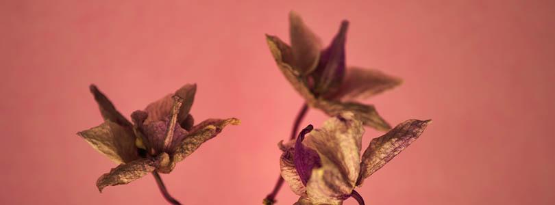 Orchidee verzorgen, snoeien en verpotten